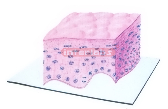 THREE DIMENSIONAL MODEL OF KERATINIZED STRATIFIED SQUAMOUS EPITHELIUM